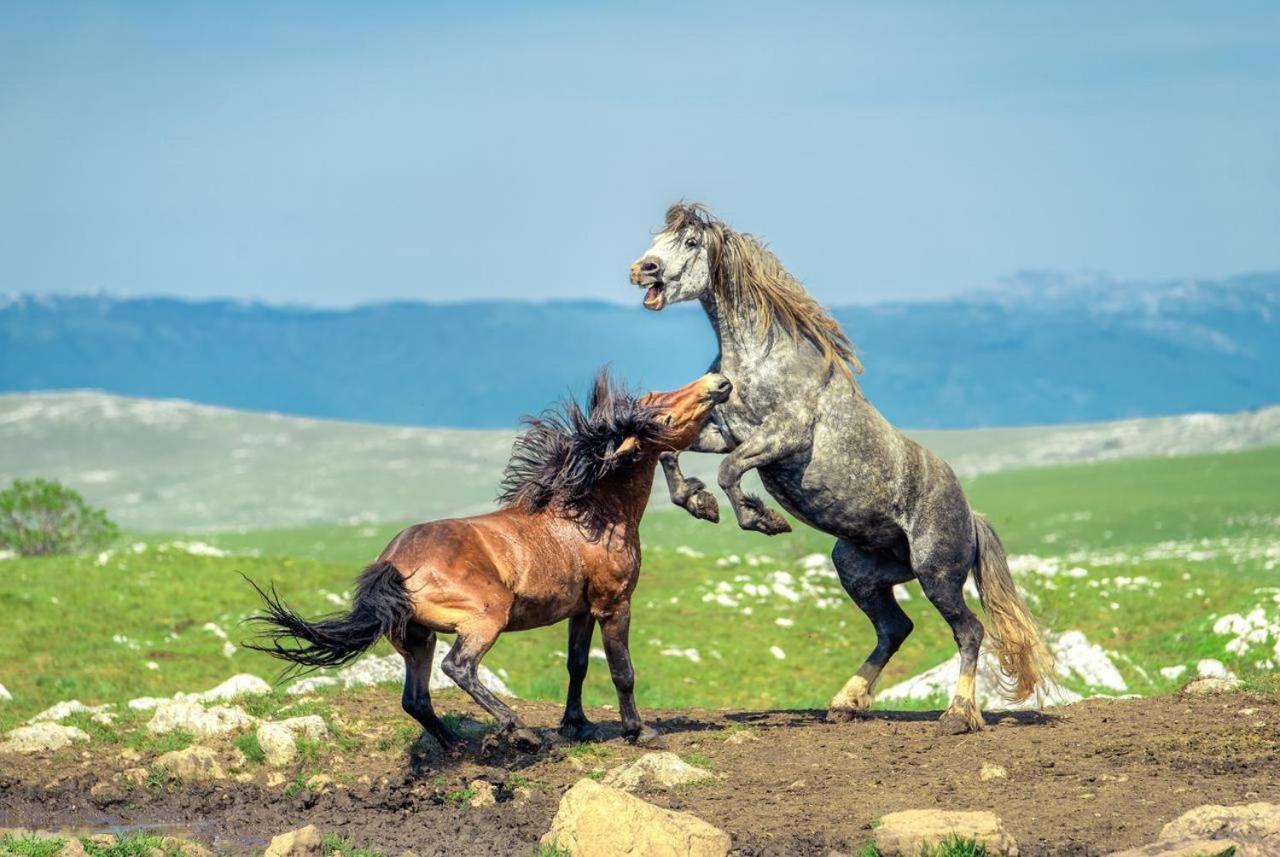 Apartmani Kaic Livno Buitenkant foto
